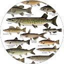 Lone Ranger profile picture